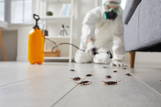 Commercial Rodent Management in Bath